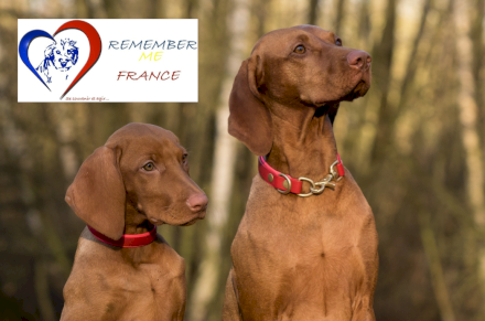 Association Remember Me France - Sauvetage de chiens roumains !