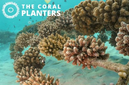 Restaurons les récifs coralliens et protégeons les poissons ! 