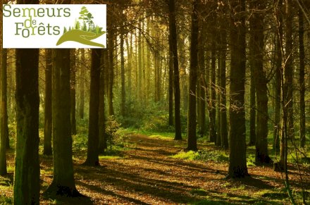 Créer de nouvelles forêts sanctuarisées en France